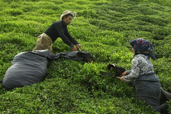 پایان چین اول برگ سبز چای/ بیش از ۵۴ هزار تن برداشت شد