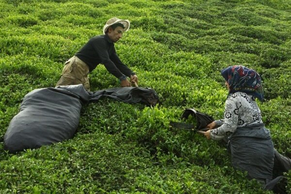 قرارداد سازمان چای کشور با ۱۷۰ کارخانه چای‌سازی
