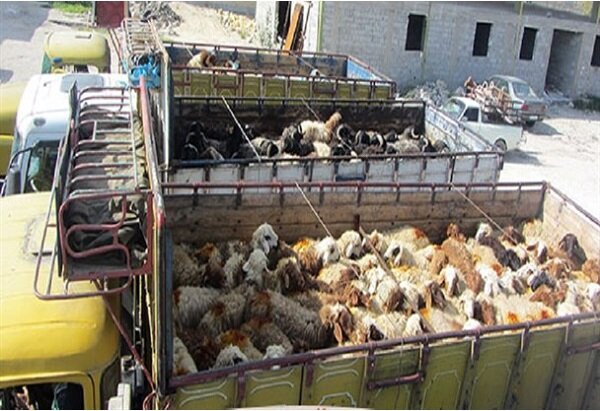 کشف ۷۷ راس گوسفند قاچاق در چرداول