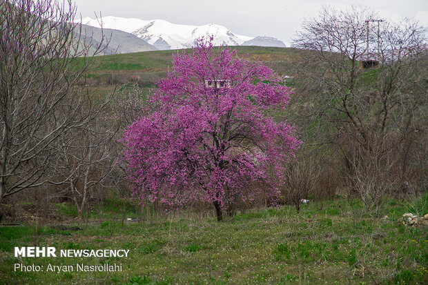 الربيع في سهول "كردستان"