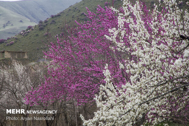 الربيع في سهول "كردستان"