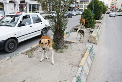 سرعت غیرمجاز سگ‌های ولگرد در اهواز/ از انفعال شهرداری تا مرگ مردم