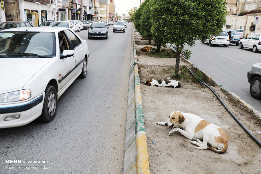 سگ‌های ولگرد پدیده ناخوشایند شهری/خراسان شمالی درصدر حیوان گزیدگی