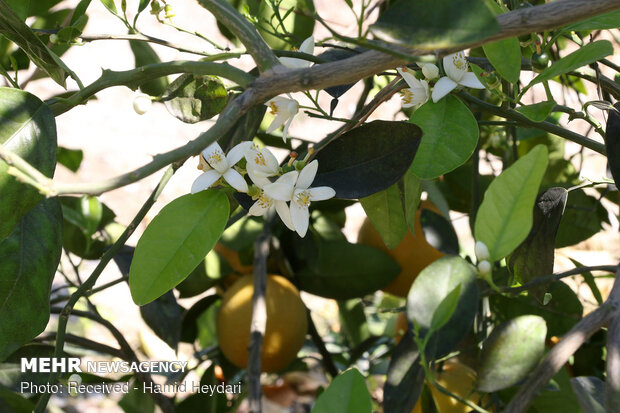 İran'da portakal ağaçları çiçek açtı