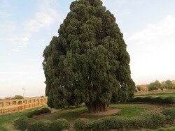 The story of 4000-year-old cypress in Abarkouh
