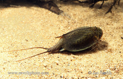 Triops Cancriformis sighted at Hamoun wetland years after disappearance