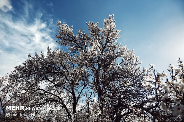 İlkbahar Hemedan'a güzellik kattı!
