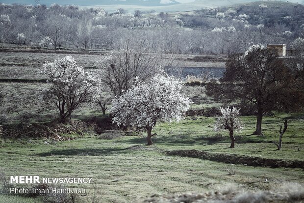 عطر الربيع في سهول "همدان" 