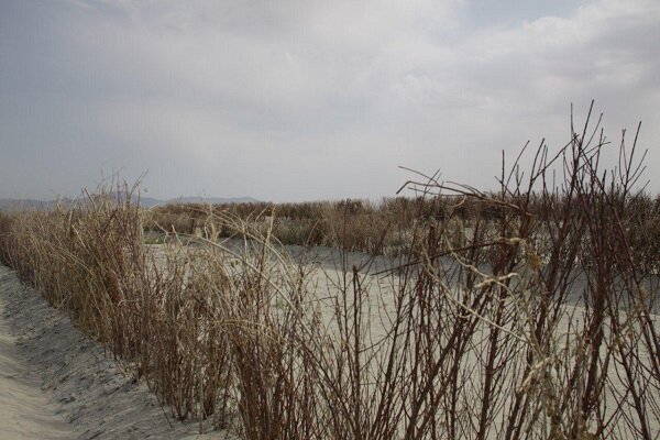 احداث۱۱۲کیلومتربادشکن در حوضه آبریز دریاچه ارومیه/مهار طوفان نمکی