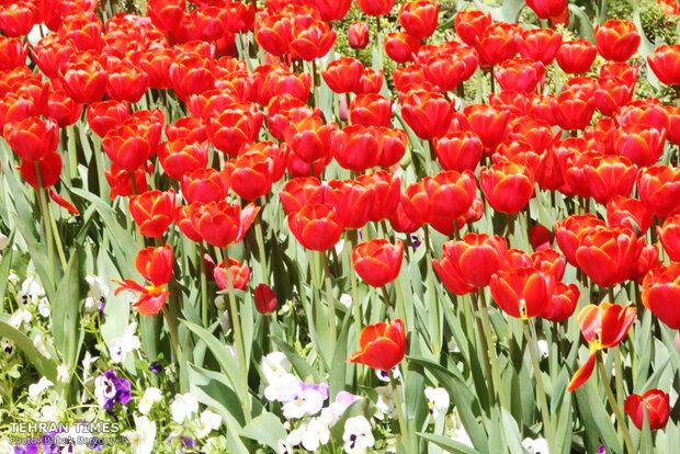 A spring day at Iranian Art Museum Garden  