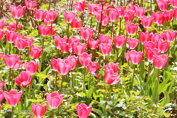 A spring day at Iranian Art Museum Garden  