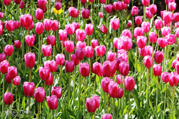 A spring day at Iranian Art Museum Garden  