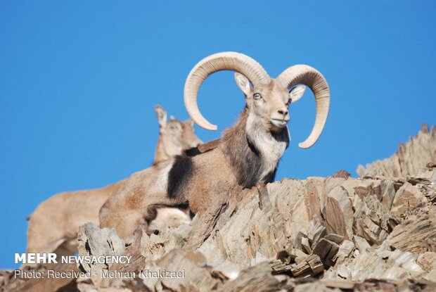 طبیعت کوه بیرک مهرستان