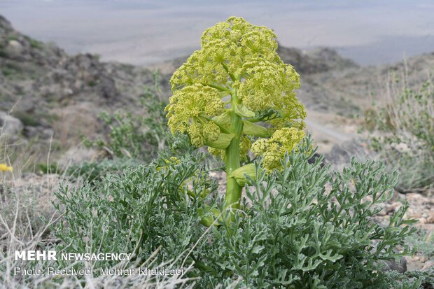 طبیعت کوه بیرک مهرستان