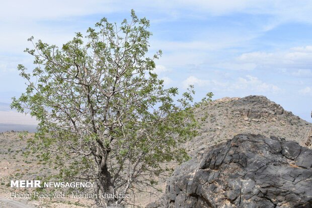 طبیعت کوه بیرک مهرستان