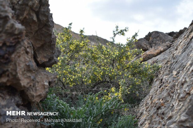 طبیعت کوه بیرک مهرستان