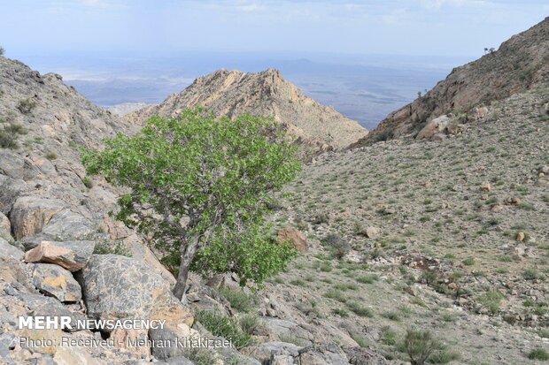 طبیعت کوه بیرک مهرستان