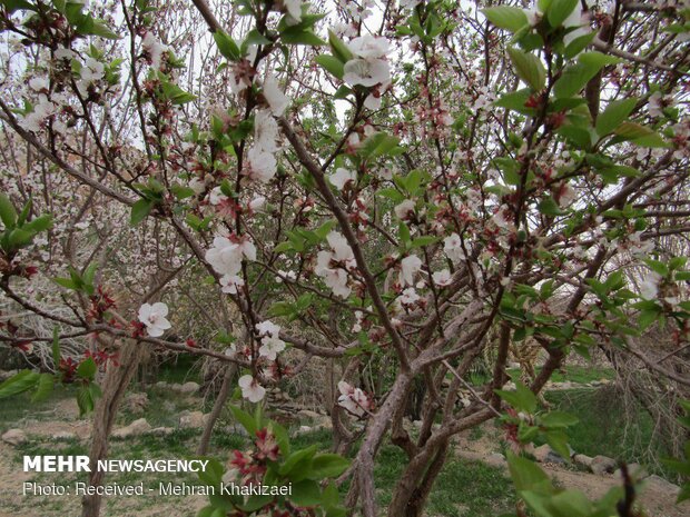 طبیعت کوه بیرک مهرستان