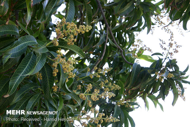 mango ağaçı