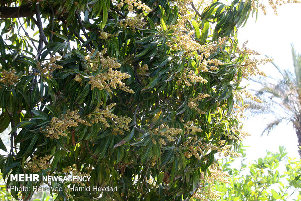 mango ağaçı