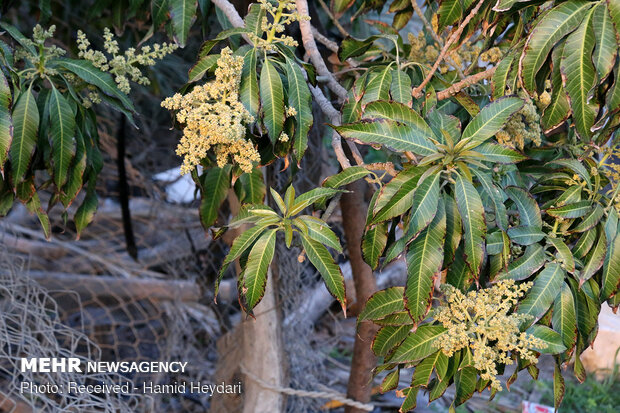 mango ağaçı