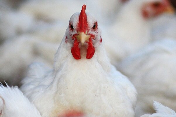 کشف ۱۷۰۰ قطعه مرغ قاچاق در مهران