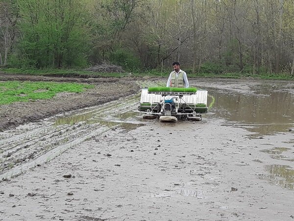 VIDEO: Farmers working on paddy fields in Gilan