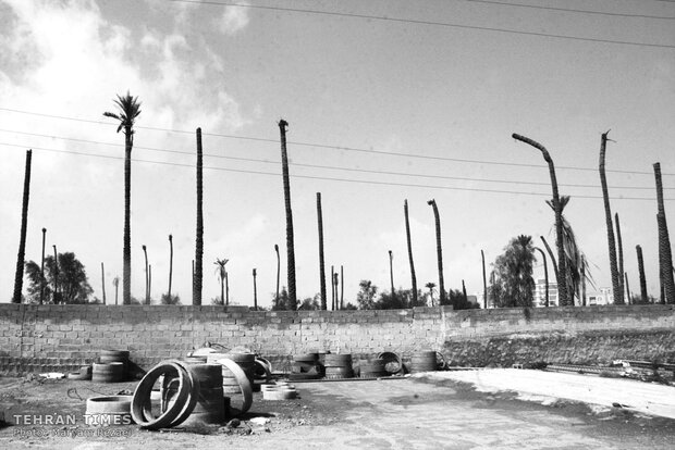 Water shortage in southern Iran: palm trees cut off at the trunk