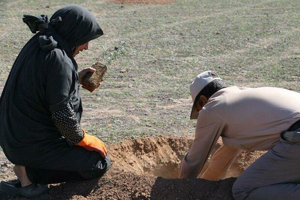  ۲۰۰ هکتار اراضی بخش مرکزی شاهرود نهال‌کاری شد