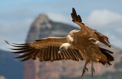 Rainfalls bring back vulture to western Iran