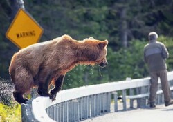 The most important threats to brown bear populations in Iran