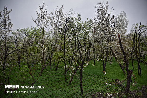 Incessant springtime rainfalls reach Mashhad