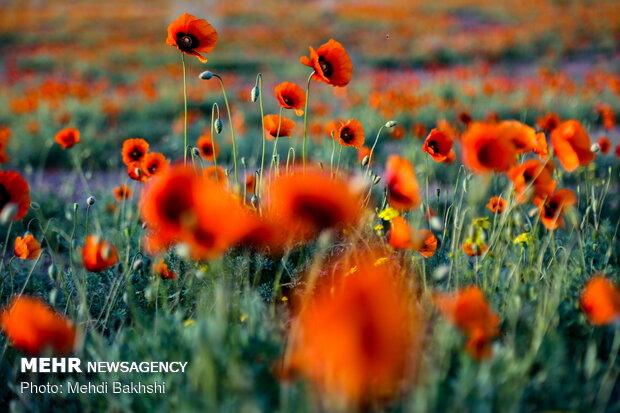 VIDEO: Fields of wild poppy flowers in Qom