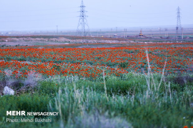 Fields of wild poppy flowers in Qom