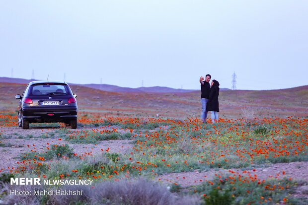 دشت Fields of wild poppy flowers in Qom