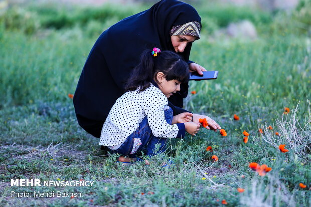 Fields of wild poppy flowers in Qom