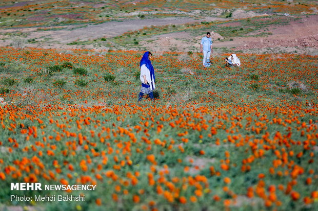 Fields of wild poppy flowers in Qom