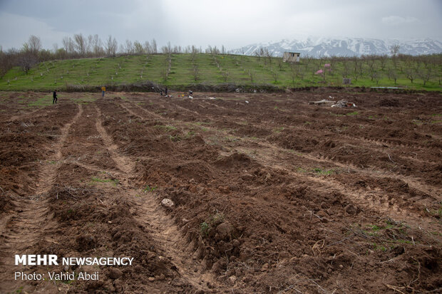 زخم تبر بر تن درختان ارسباران