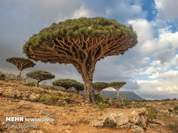 روز زمین‎