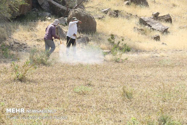 Swarm of locusts attack south Iran