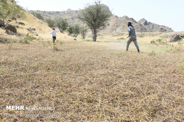 Swarm of locusts attack south Iran