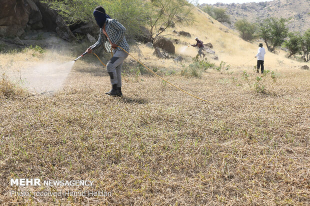 Swarm of locusts attack south Iran