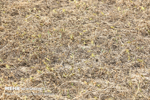 Swarm of locusts attack south Iran