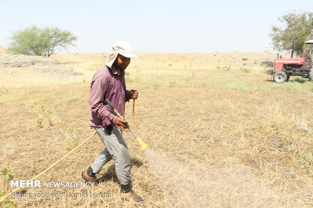 Swarm of locusts attack south Iran