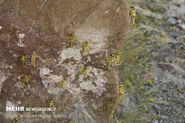 Swarm of locusts attack south Iran