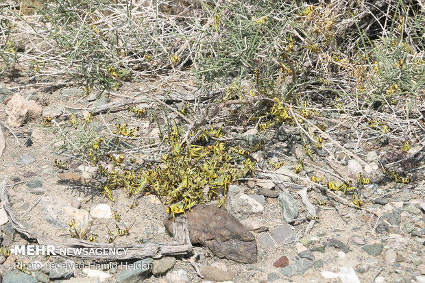 Swarm of locusts attack south Iran