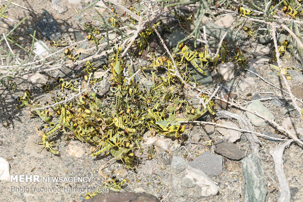 Swarm of locusts attack south Iran