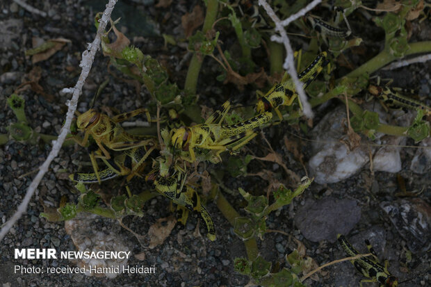 Swarm of locusts attack south Iran