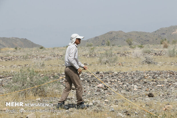 Swarm of locusts attack south Iran