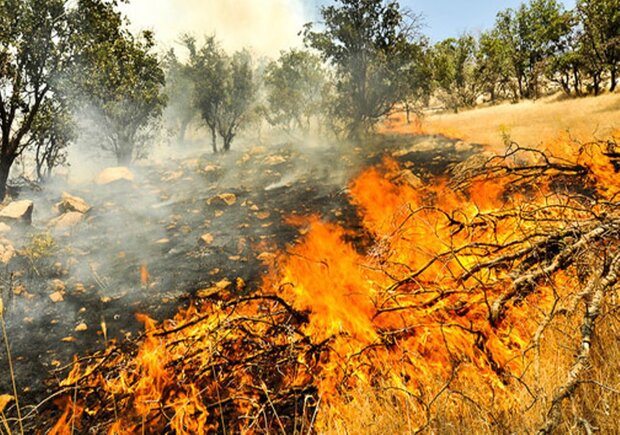 افزایش ۸۹ درصدی گستره آتش سوزی در جنگل ها و مراتع کرمانشاه 